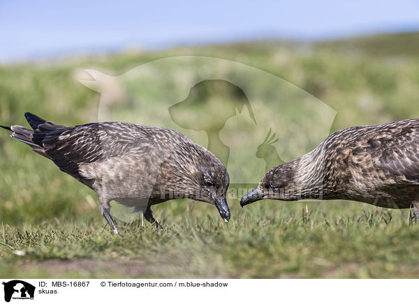 skuas / MBS-16867