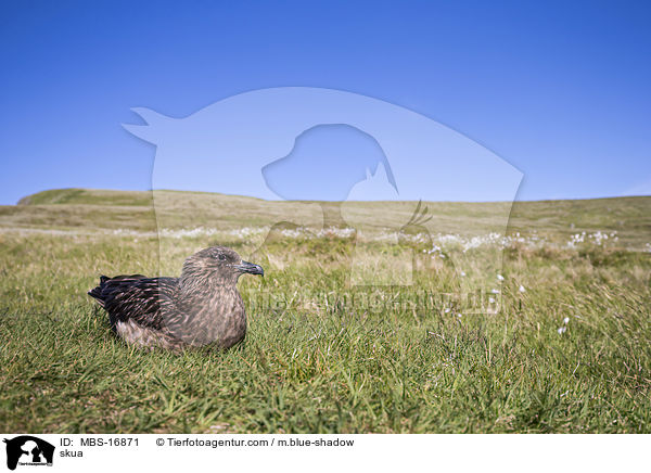 skua / MBS-16871