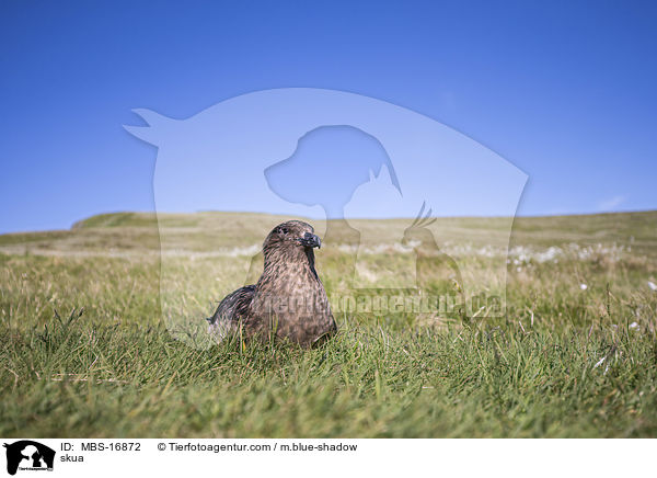 skua / MBS-16872