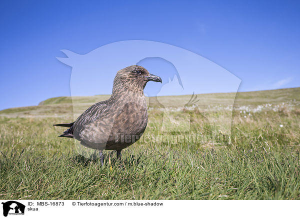 skua / MBS-16873