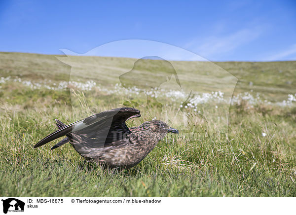 skua / MBS-16875