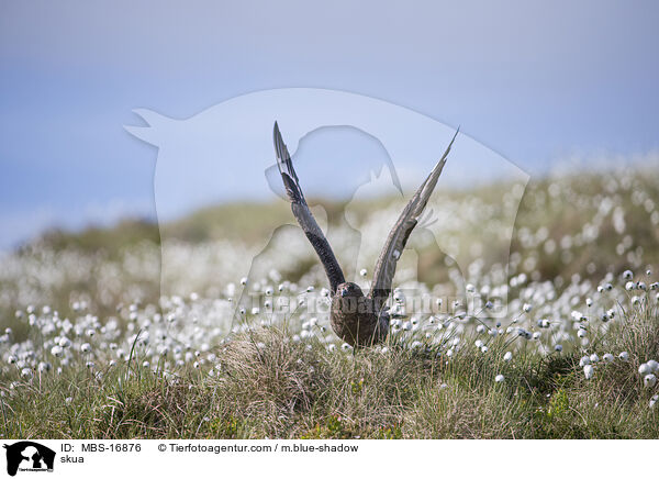 Groe Raubmwe / skua / MBS-16876