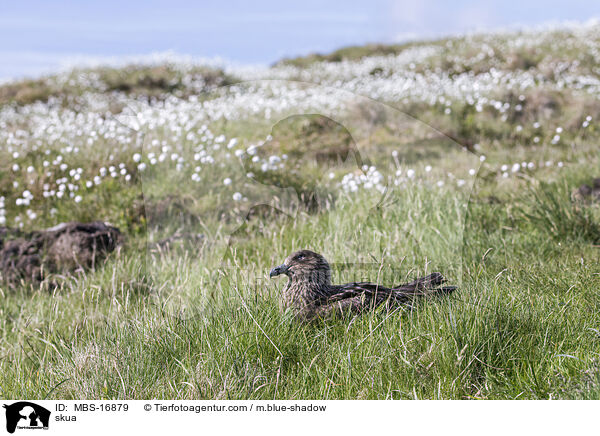 Groe Raubmwe / skua / MBS-16879