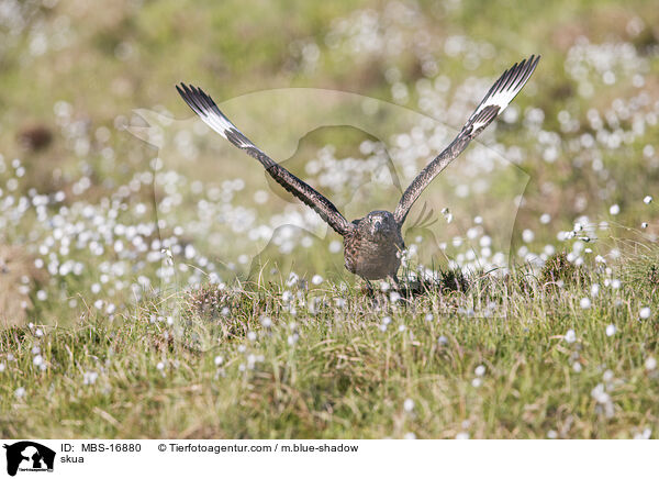 Groe Raubmwe / skua / MBS-16880