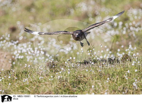 Groe Raubmwe / skua / MBS-16881