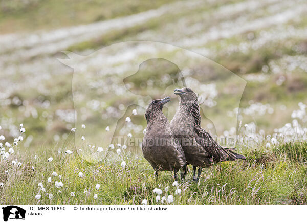 Groe Raubmwen / skuas / MBS-16890