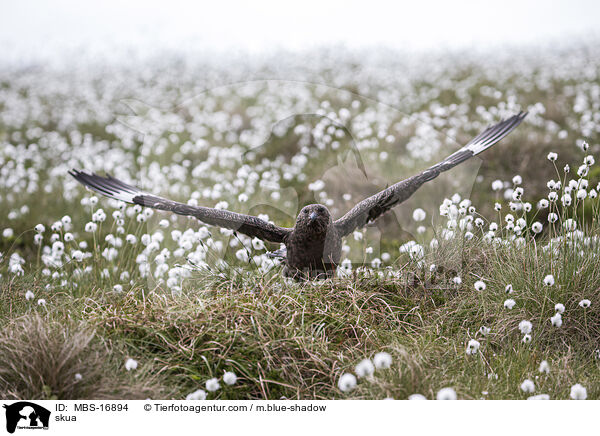 Groe Raubmwe / skua / MBS-16894