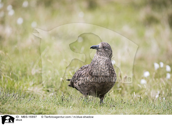 Groe Raubmwe / skua / MBS-16897