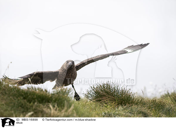 Groe Raubmwe / skua / MBS-16898