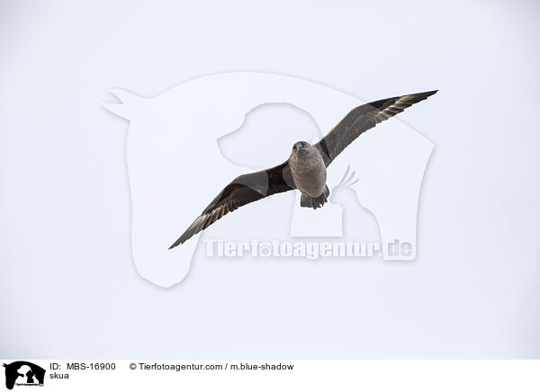 Groe Raubmwe / skua / MBS-16900