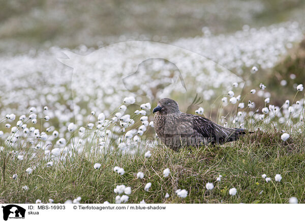 Groe Raubmwe / skua / MBS-16903