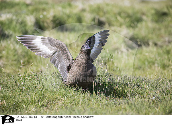 Groe Raubmwe / skua / MBS-16913