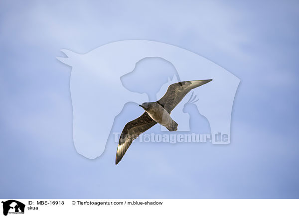 Groe Raubmwe / skua / MBS-16918