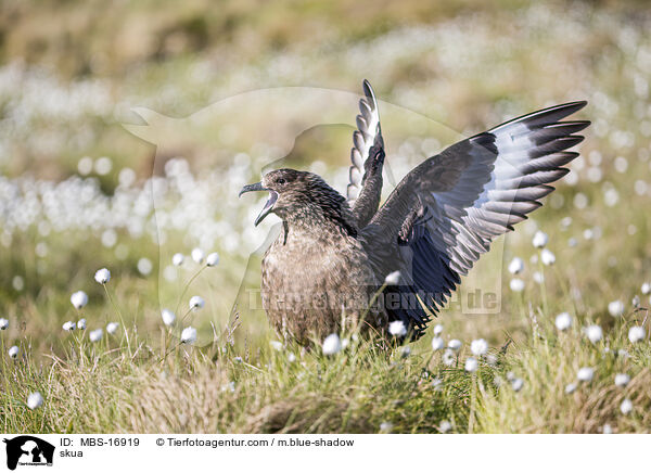 Groe Raubmwe / skua / MBS-16919