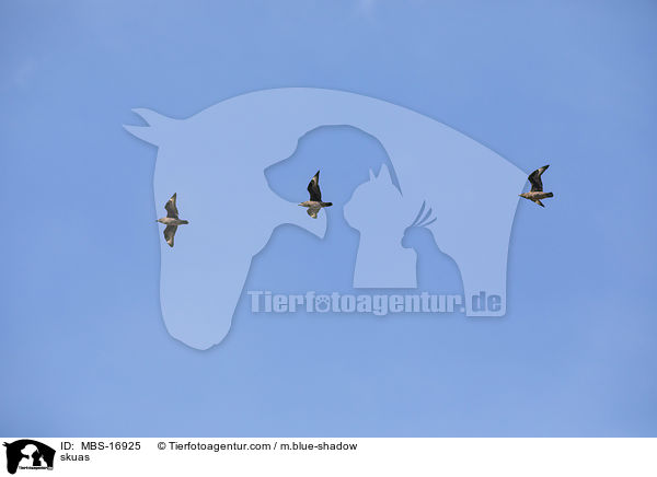 Groe Raubmwen / skuas / MBS-16925