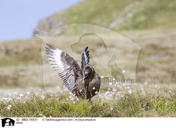 Groe Raubmwe / skua / MBS-16931