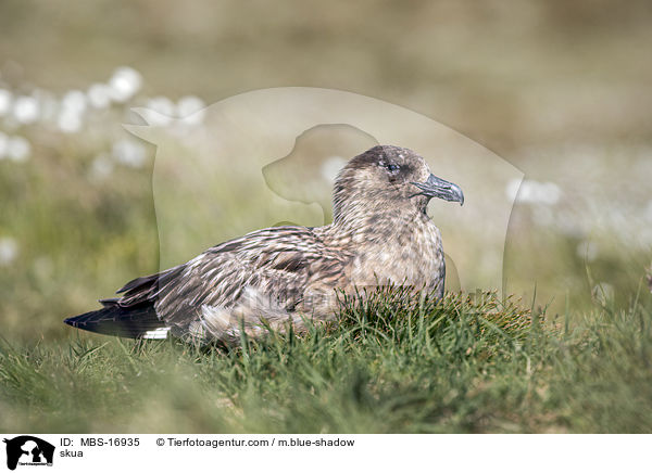 Groe Raubmwe / skua / MBS-16935