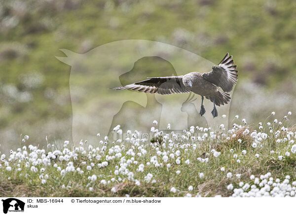 Groe Raubmwe / skua / MBS-16944