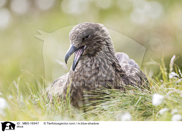 Groe Raubmwe / skua / MBS-16947