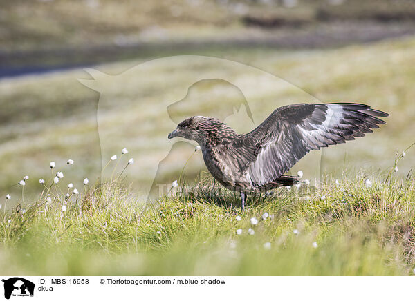 Große Raubmöwe / skua / MBS-16958