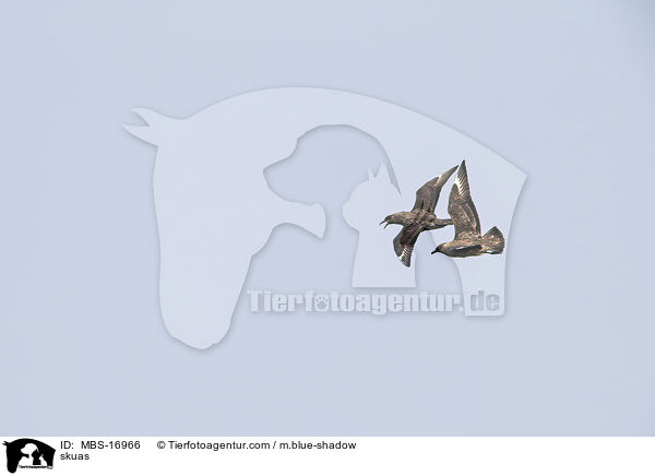 skuas / MBS-16966