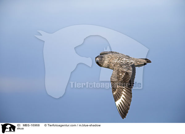 skua / MBS-16968