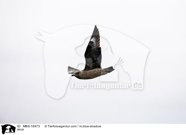 skua / MBS-16973