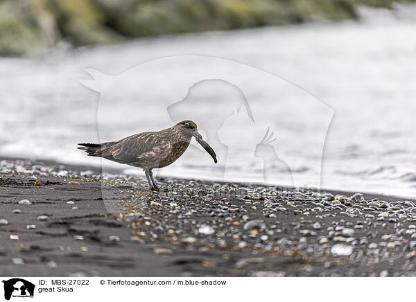 Groe Raubmwe / great Skua / MBS-27022