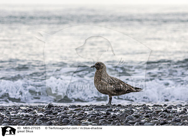 Groe Raubmwe / great Skua / MBS-27025