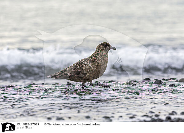 great Skua / MBS-27027