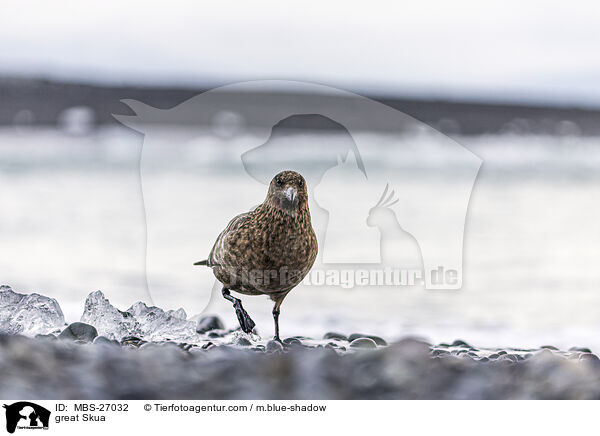 great Skua / MBS-27032