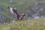 great skua