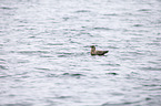 skua