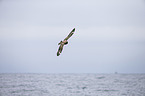 skua