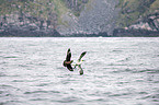 skua