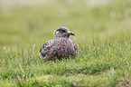 skua