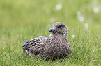 skua