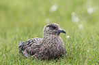 skua