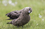 skua