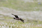 skua