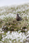 skua