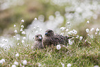skuas