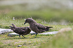 skuas