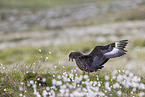 skua