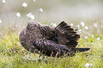 skua