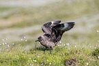 skua