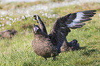 skua
