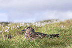 skua