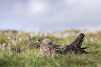skua