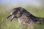 skua